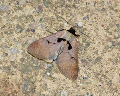 Anoba atriplaga