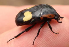 Pedinorrhina trivittata