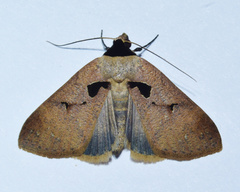 Anoba atriplaga