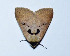 Anoba atriplaga