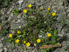 Potentilla pusilla