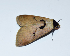 Anoba atriplaga