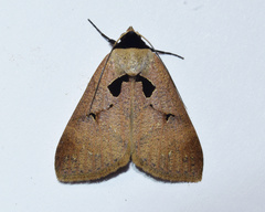 Anoba atriplaga