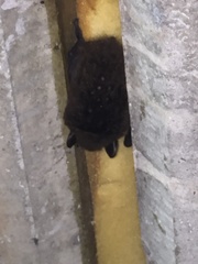 Myotis macropus