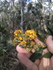 Daviesia corymbosa