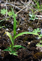 Panicum philadelphicum