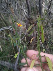 Bossiaea stephensonii