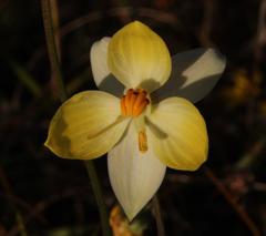 Cyanella alba flavescens