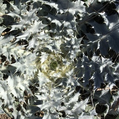 Onopordum acaulon
