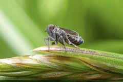 Cixioidea