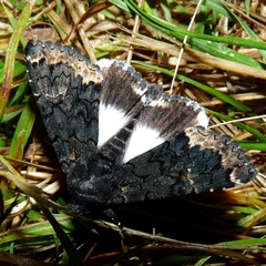 Catephia alchymista