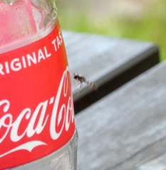 Meliscaeva cinctella