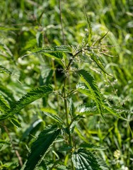 Urtica sondenii