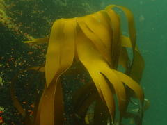 Laminaria pallida