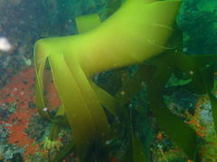 Laminaria pallida