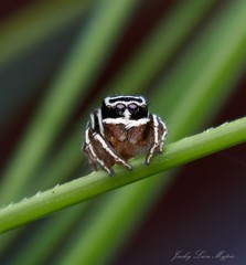 Maratus sceletus
