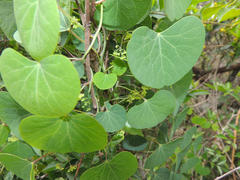 Cissampelos torulosa