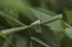 Microloxia indecretata