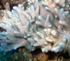 Cladiella