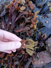 Fucus ceranoides