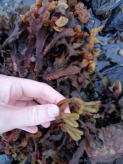 Fucus ceranoides