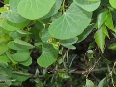 Cissampelos torulosa