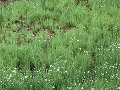 Rhodanthe anthemoides