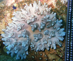 Cladiella