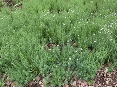 Rhodanthe anthemoides