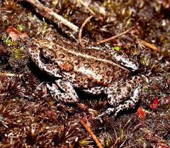 Capensibufo tradouwi
