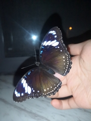 Hypolimnas bolina