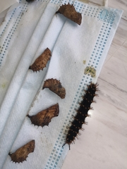 Hypolimnas bolina