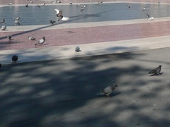 Columba livia domestica