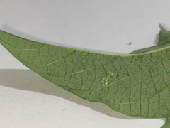 Hypolimnas bolina