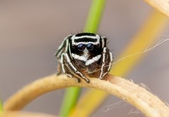 Maratus sceletus