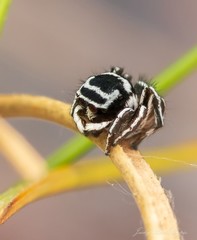 Maratus sceletus