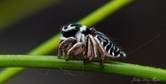 Maratus sceletus