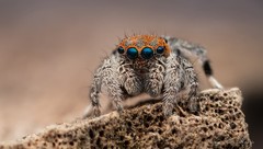 Maratus jactatus
