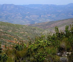 Leucadendron loeriense
