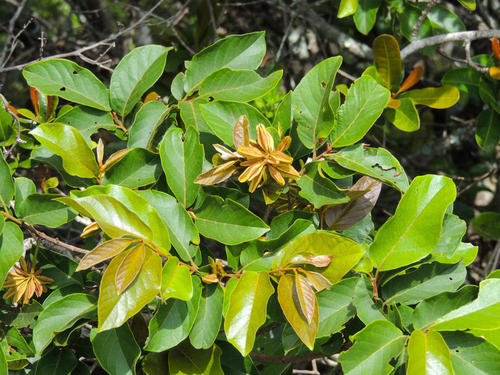 Forest Climbing Bushwillow (Combretum edwardsii)