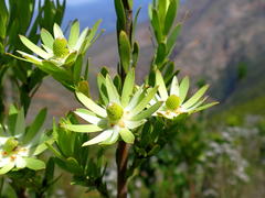 Leucadendron loeriense