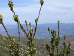 Leucadendron loeriense