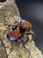 Maratus jactatus