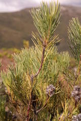 Sorocephalus pinifolius