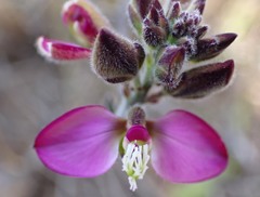 Polygala pubiflora