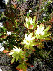 Leucadendron loeriense