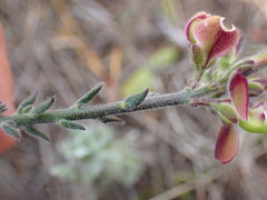 Polygala pubiflora