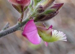 Polygala pubiflora