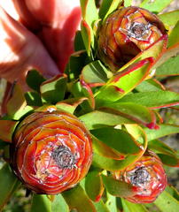 Leucadendron loeriense