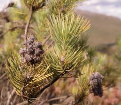 Sorocephalus pinifolius